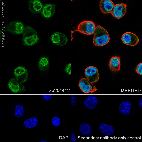 Immunocytochemistry/ Immunofluorescence - Anti-A2BP1/Fox1/RBFOX1 antibody [EPR23627-50] - BSA and Azide free (AB278528)