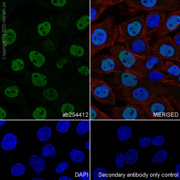 Immunocytochemistry/ Immunofluorescence - Anti-A2BP1/Fox1/RBFOX1 antibody [EPR23627-50] - BSA and Azide free (AB278528)