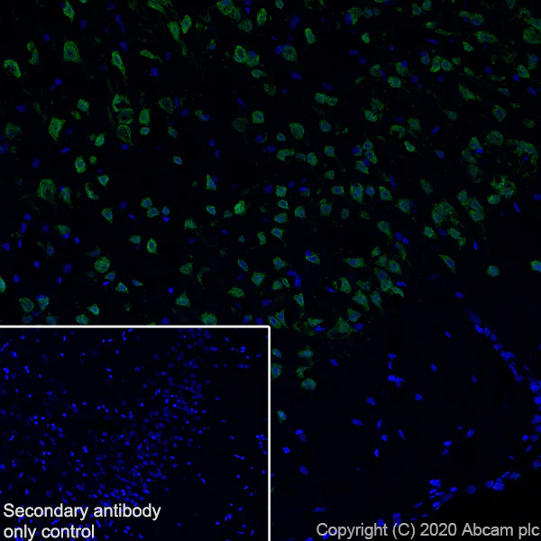 Immunohistochemistry (Frozen sections) - Anti-A2BP1/Fox1/RBFOX1 antibody [EPR23627-50] - BSA and Azide free (AB278528)