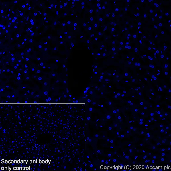 Immunohistochemistry (Frozen sections) - Anti-A2BP1/Fox1/RBFOX1 antibody [EPR23627-50] - BSA and Azide free (AB278528)