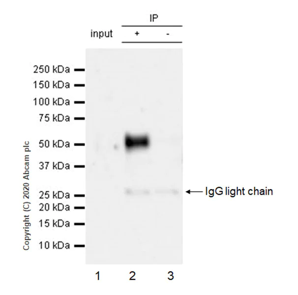 Immunoprecipitation - Anti-A2BP1/Fox1/RBFOX1 antibody [EPR23627-50] - BSA and Azide free (AB278528)