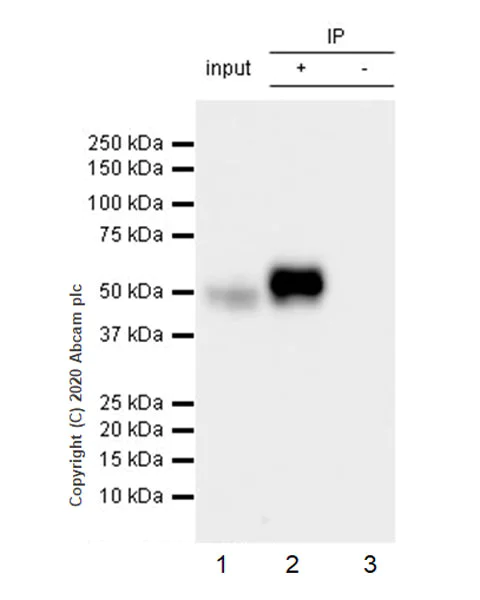 Immunoprecipitation - Anti-A2BP1/Fox1/RBFOX1 antibody [EPR23627-50] - BSA and Azide free (AB278528)