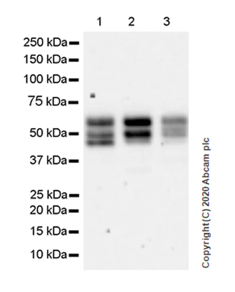 Western blot - Anti-A2BP1/Fox1/RBFOX1 antibody [EPR23627-50] - BSA and Azide free (AB278528)