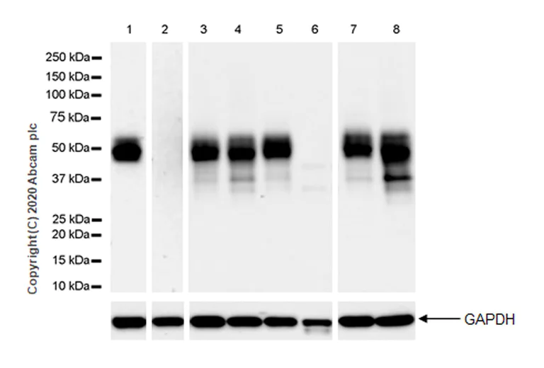 Western blot - Anti-A2BP1/Fox1/RBFOX1 antibody [EPR23627-50] - BSA and Azide free (AB278528)