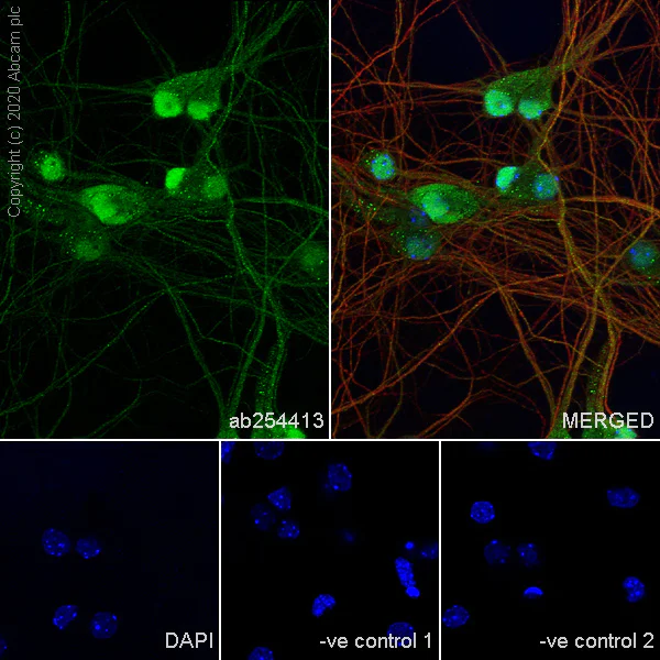 Immunocytochemistry/ Immunofluorescence - Anti-A2BP1/Fox1/RBFOX1 antibody [EPR23656-5] (AB254413)