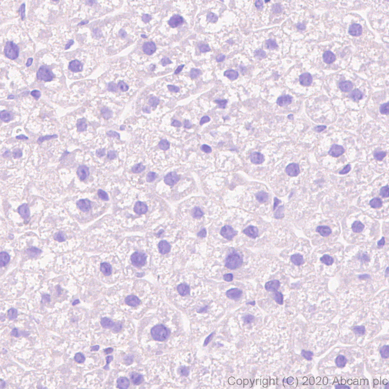 Immunohistochemistry (Formalin/PFA-fixed paraffin-embedded sections) - Anti-A2BP1/Fox1/RBFOX1 antibody [EPR23656-5] (AB254413)