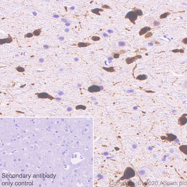 Immunohistochemistry (Formalin/PFA-fixed paraffin-embedded sections) - Anti-A2BP1/Fox1/RBFOX1 antibody [EPR23656-5] (AB254413)