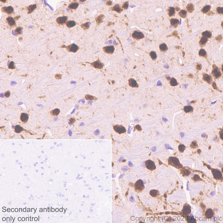 Immunohistochemistry (Formalin/PFA-fixed paraffin-embedded sections) - Anti-A2BP1/Fox1/RBFOX1 antibody [EPR23656-5] (AB254413)