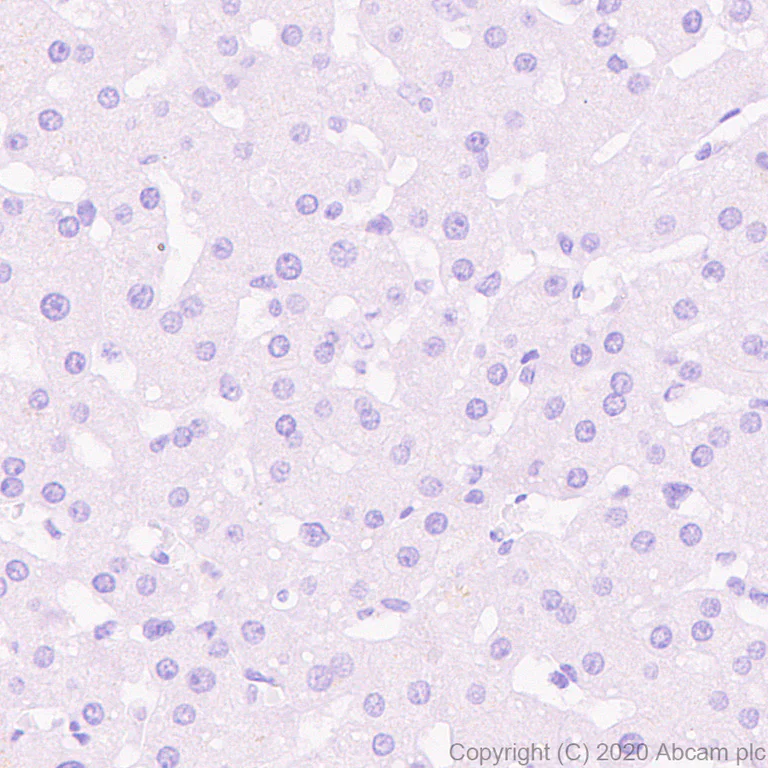 Immunohistochemistry (Formalin/PFA-fixed paraffin-embedded sections) - Anti-A2BP1/Fox1/RBFOX1 antibody [EPR23656-5] (AB254413)
