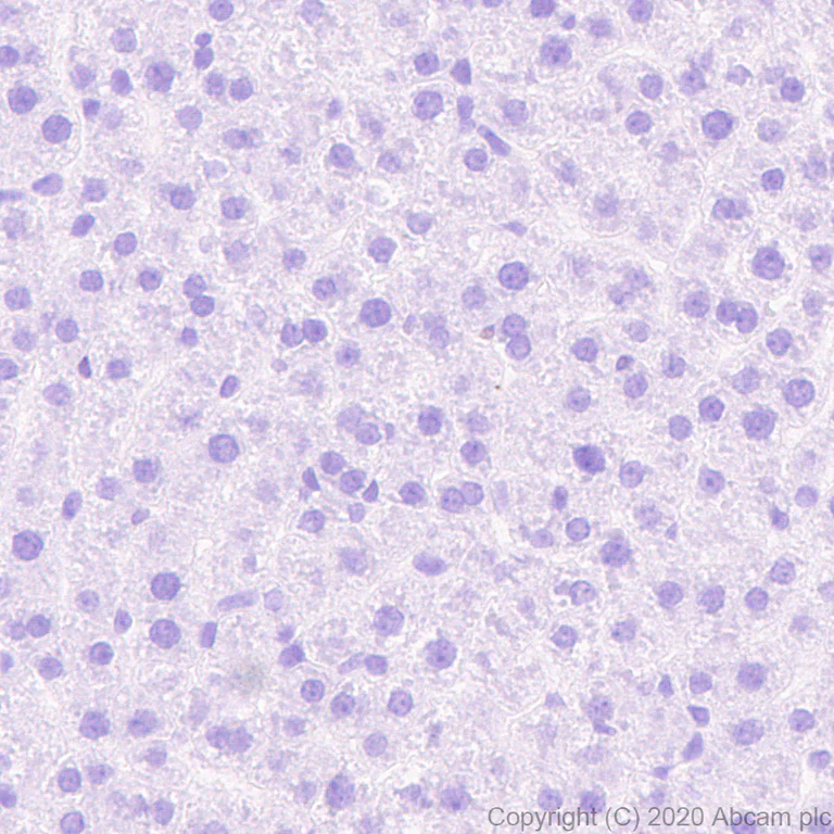 Immunohistochemistry (Formalin/PFA-fixed paraffin-embedded sections) - Anti-A2BP1/Fox1/RBFOX1 antibody [EPR23656-5] (AB254413)
