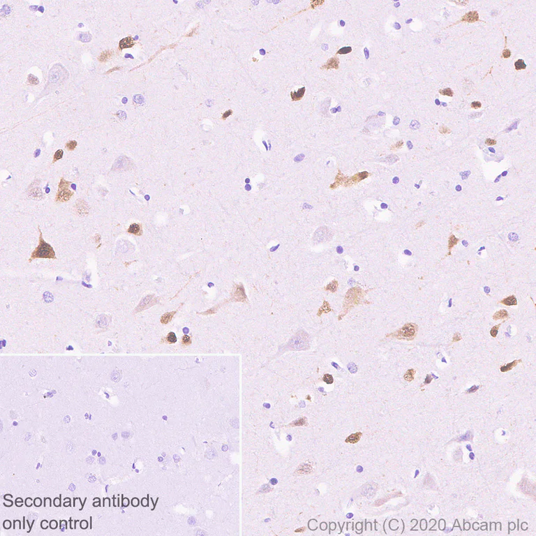 Immunohistochemistry (Formalin/PFA-fixed paraffin-embedded sections) - Anti-A2BP1/Fox1/RBFOX1 antibody [EPR23656-5] (AB254413)