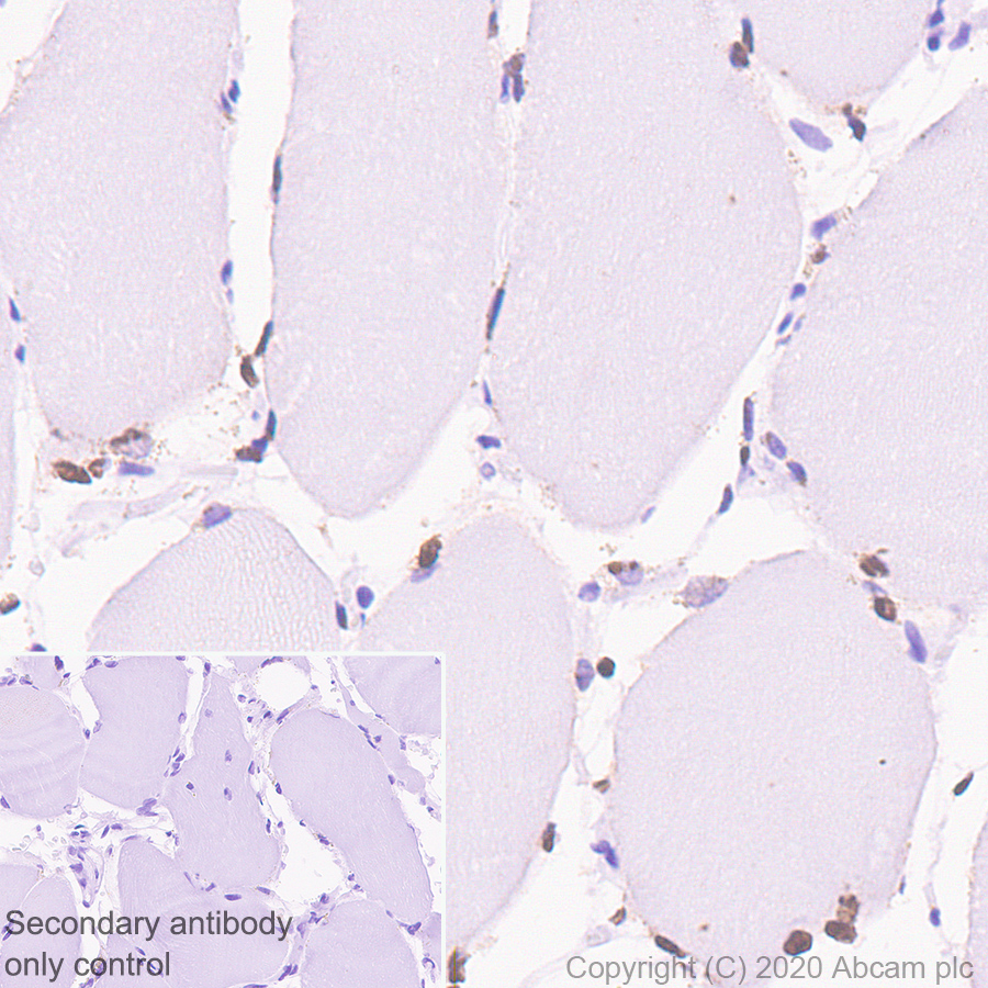 Immunohistochemistry (Formalin/PFA-fixed paraffin-embedded sections) - Anti-A2BP1/Fox1/RBFOX1 antibody [EPR23656-5] (AB254413)