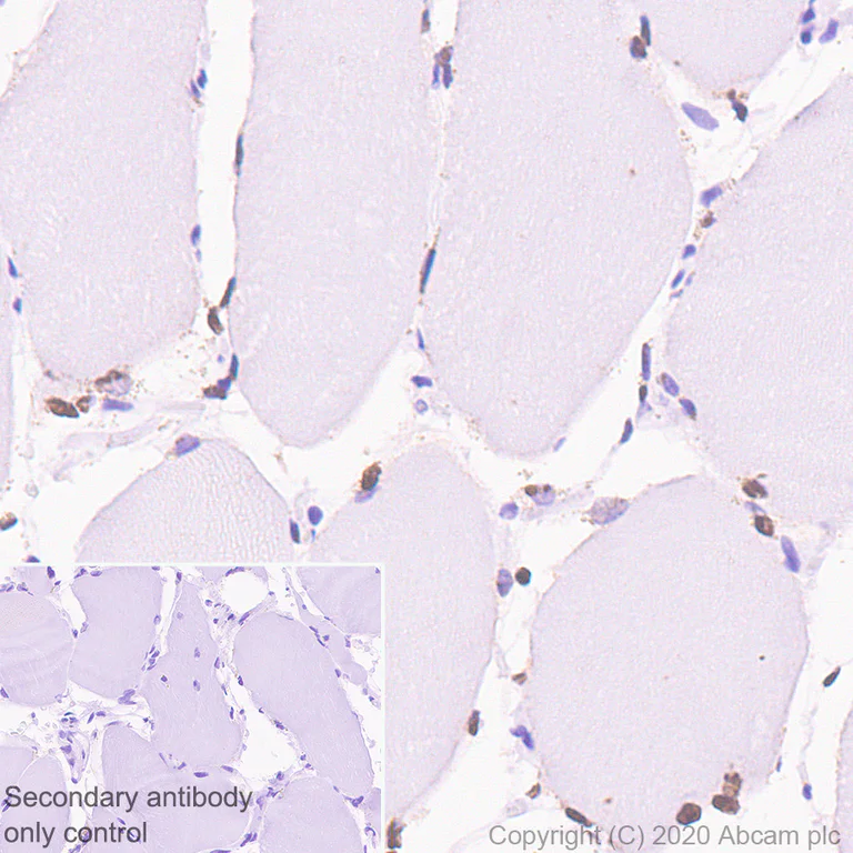 Immunohistochemistry (Formalin/PFA-fixed paraffin-embedded sections) - Anti-A2BP1/Fox1/RBFOX1 antibody [EPR23656-5] (AB254413)