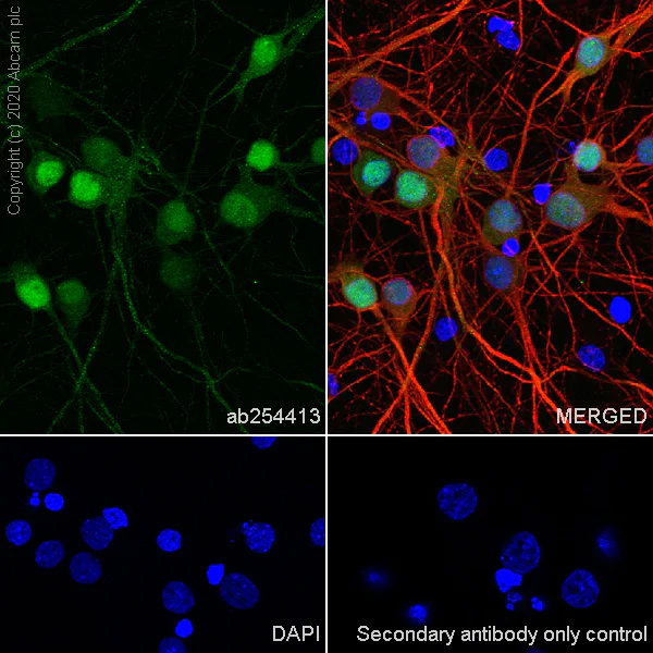 Immunocytochemistry/ Immunofluorescence - Anti-A2BP1/Fox1/RBFOX1 antibody [EPR23656-5] - BSA and Azide free (AB278527)