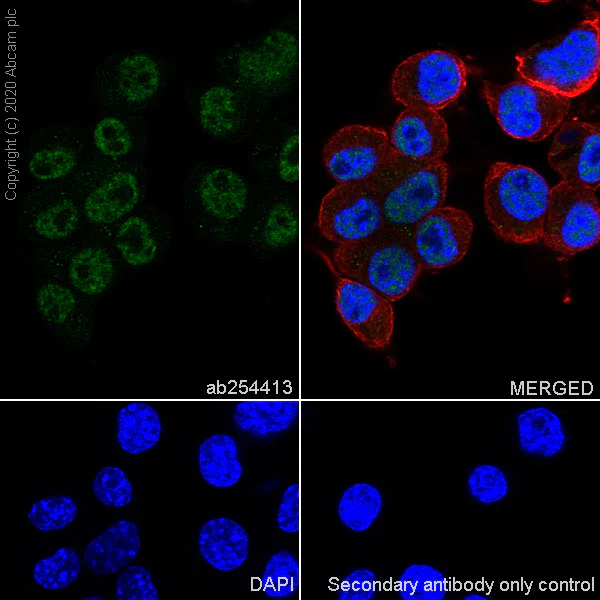 Immunocytochemistry/ Immunofluorescence - Anti-A2BP1/Fox1/RBFOX1 antibody [EPR23656-5] - BSA and Azide free (AB278527)