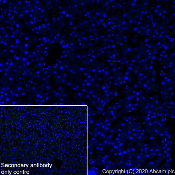 Immunohistochemistry (Frozen sections) - Anti-A2BP1/Fox1/RBFOX1 antibody [EPR23656-5] - BSA and Azide free (AB278527)