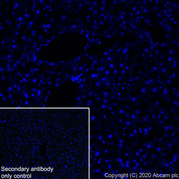 Immunohistochemistry (Frozen sections) - Anti-A2BP1/Fox1/RBFOX1 antibody [EPR23656-5] - BSA and Azide free (AB278527)