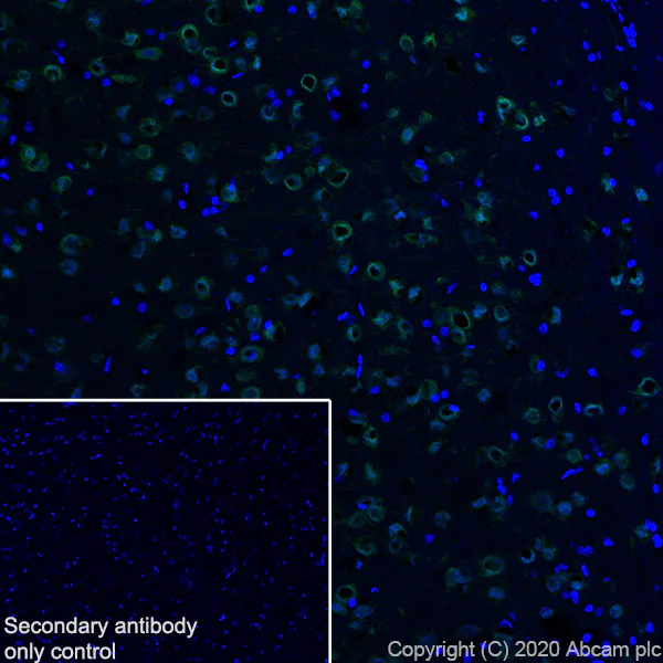 Immunohistochemistry (Frozen sections) - Anti-A2BP1/Fox1/RBFOX1 antibody [EPR23656-5] - BSA and Azide free (AB278527)