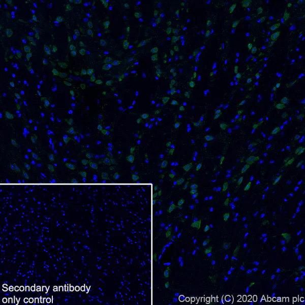 Immunohistochemistry (Frozen sections) - Anti-A2BP1/Fox1/RBFOX1 antibody [EPR23656-5] - BSA and Azide free (AB278527)