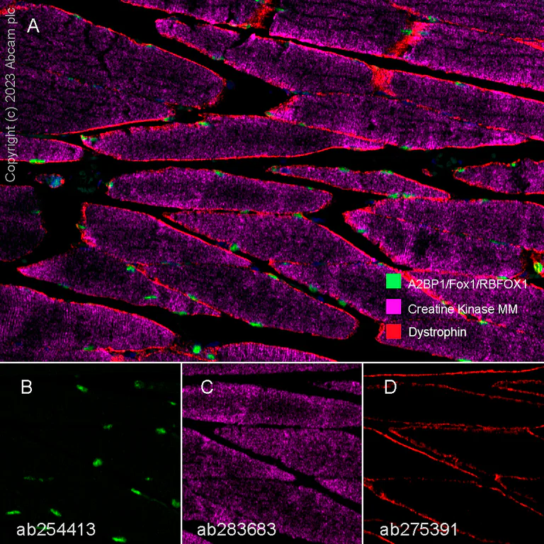 Multiplex immunohistochemistry - Anti-A2BP1/Fox1/RBFOX1 antibody [EPR23656-5] - BSA and Azide free (AB278527)
