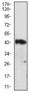 Western blot - Anti-AACT antibody [5G3C11] - C-terminal (AB201987)