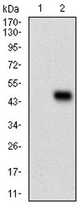 Western blot - Anti-AACT antibody [5G3C11] - C-terminal (AB201987), expandable thumbnail