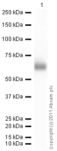Western blot - Anti-AACT antibody (AB9374)
