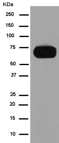 Western blot - Anti-AACT antibody [EPR14117(B)] - BSA and Azide free (AB250195), expandable thumbnail