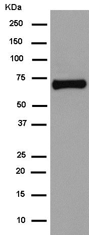 Western blot - Anti-AACT antibody [EPR14117(B)] - BSA and Azide free (AB250195), expandable thumbnail