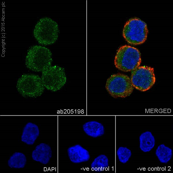 Immunocytochemistry/ Immunofluorescence - Anti-AACT antibody [EPR17088-68] (AB205198), expandable thumbnail