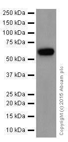 Western blot - Anti-AACT antibody [EPR17088-68] (AB205198), expandable thumbnail