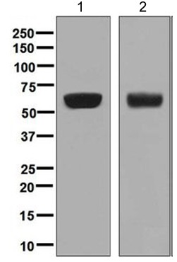Western blot - Anti-AACT antibody [EPR5905] - BSA and Azide free (AB232054)