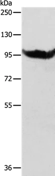 Western blot - Anti-AARS2 antibody (AB197367)