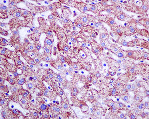 Immunohistochemistry (Formalin/PFA-fixed paraffin-embedded sections) - Anti-AASS antibody [EPR9144] - BSA and Azide free (AB249052), expandable thumbnail