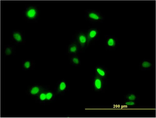 Immunocytochemistry/ Immunofluorescence - Anti-AATF/DED antibody [3C7] (AB219073)