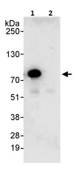 Immunoprecipitation - Anti-AATF/DED antibody (AB264167), expandable thumbnail