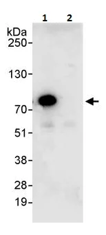 Immunoprecipitation - Anti-AATF/DED antibody (AB264167)