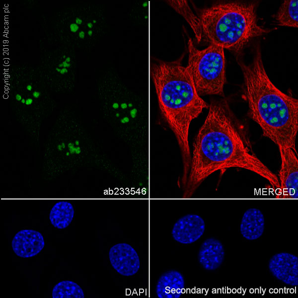 Immunocytochemistry/ Immunofluorescence - Anti-AATF/DED antibody [EPR22934-136] (AB233546), expandable thumbnail