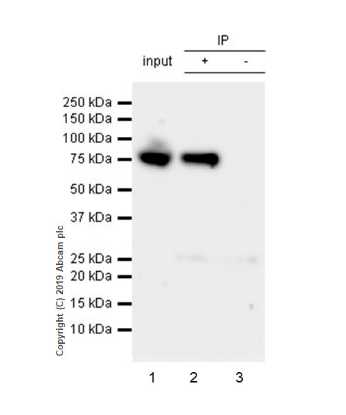 Immunoprecipitation - Anti-AATF/DED antibody [EPR22934-136] (AB233546), expandable thumbnail