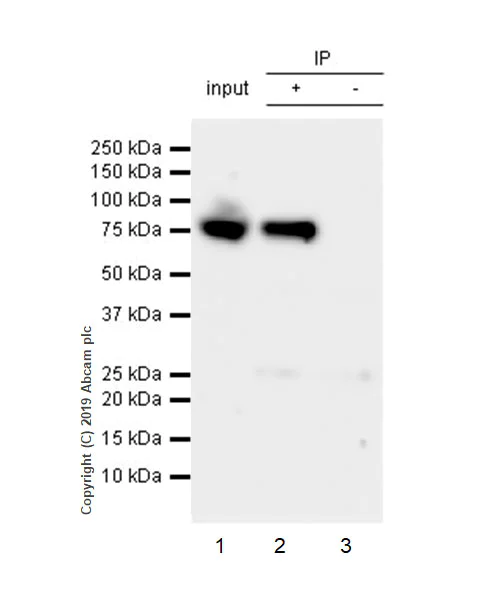 Immunoprecipitation - Anti-AATF/DED antibody [EPR22934-136] (AB233546)