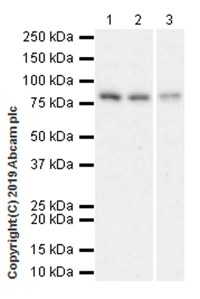 Western blot - Anti-AATF/DED antibody [EPR22934-136] (AB233546), expandable thumbnail