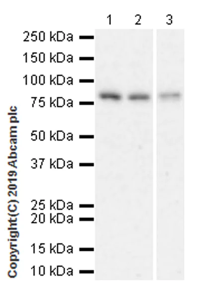 Western blot - Anti-AATF/DED antibody [EPR22934-136] (AB233546)