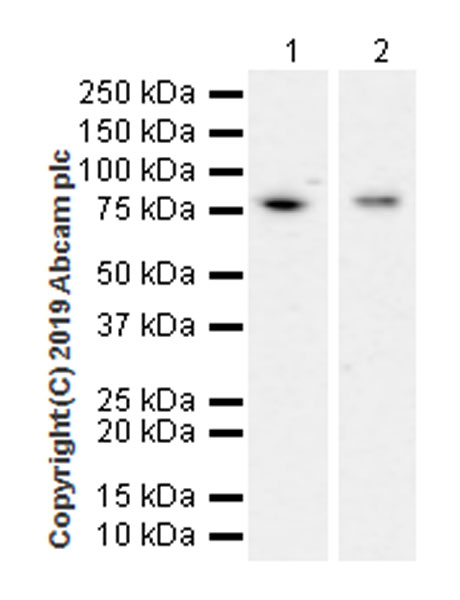 Western blot - Anti-AATF/DED antibody [EPR22934-136] (AB233546), expandable thumbnail