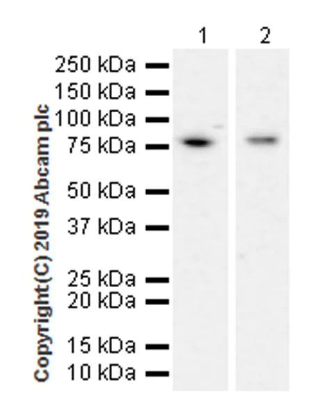 Western blot - Anti-AATF/DED antibody [EPR22934-136] (AB233546)