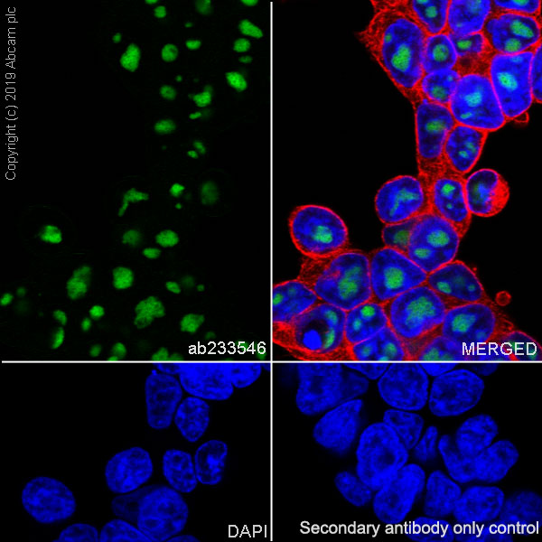 Immunocytochemistry/ Immunofluorescence - Anti-AATF/DED antibody [EPR22934-136] - BSA and Azide free (AB256301)