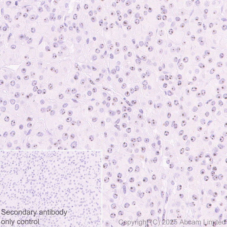 Immunohistochemistry (Formalin/PFA-fixed paraffin-embedded sections) - Anti-AATF/DED antibody [EPR30220-88] (AB325343)
