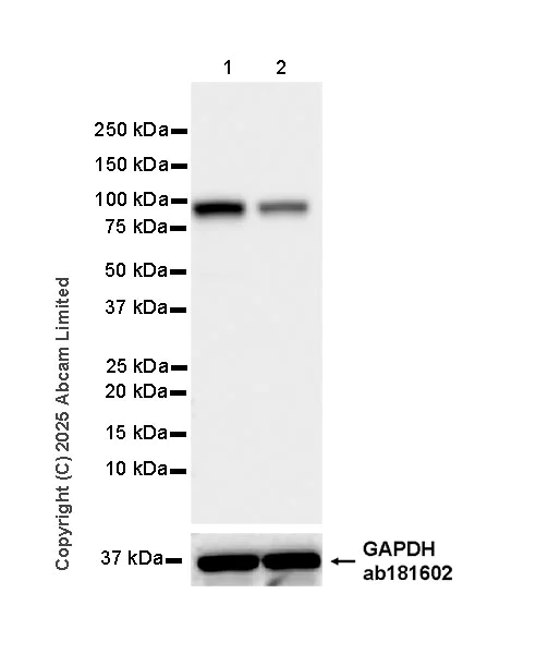 Western blot - Anti-AATF/DED antibody [EPR30220-88] (AB325343)