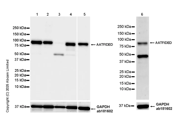 Western blot - Anti-AATF/DED antibody [EPR30220-88] (AB325343)