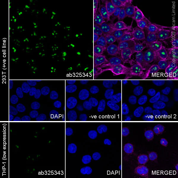Immunocytochemistry/ Immunofluorescence - Anti-AATF/DED antibody [EPR30220-88] - BSA and Azide free (AB325352)