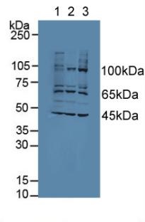Western blot - Anti-AATK antibody (ab231529), expandable thumbnail